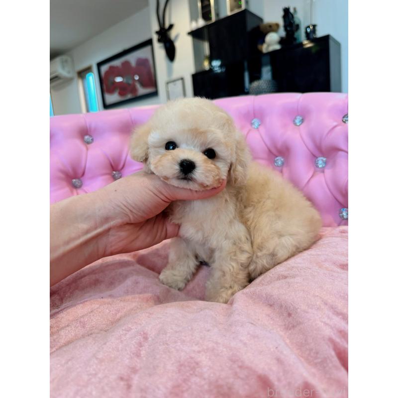 販売中の茨城県のティーカッププードル-445056の2枚目