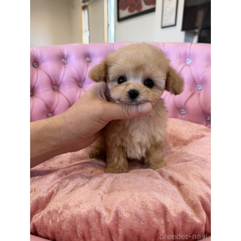 販売中の茨城県のティーカッププードル-445058の9枚目