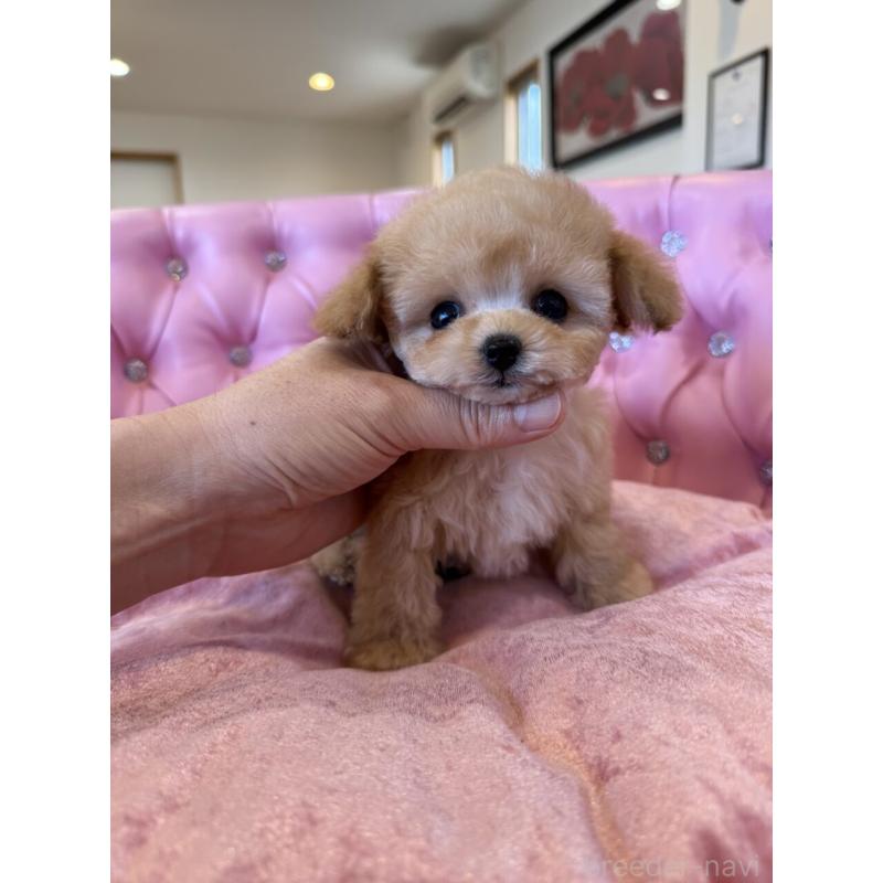 販売中の茨城県のティーカッププードル-445058の8枚目