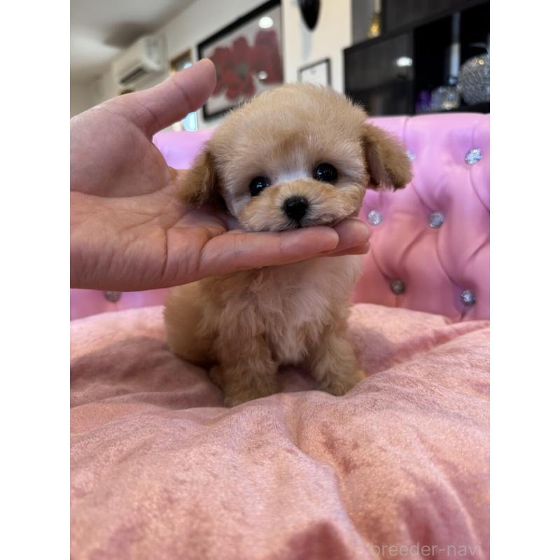 販売中の茨城県のティーカッププードル-445058の7枚目