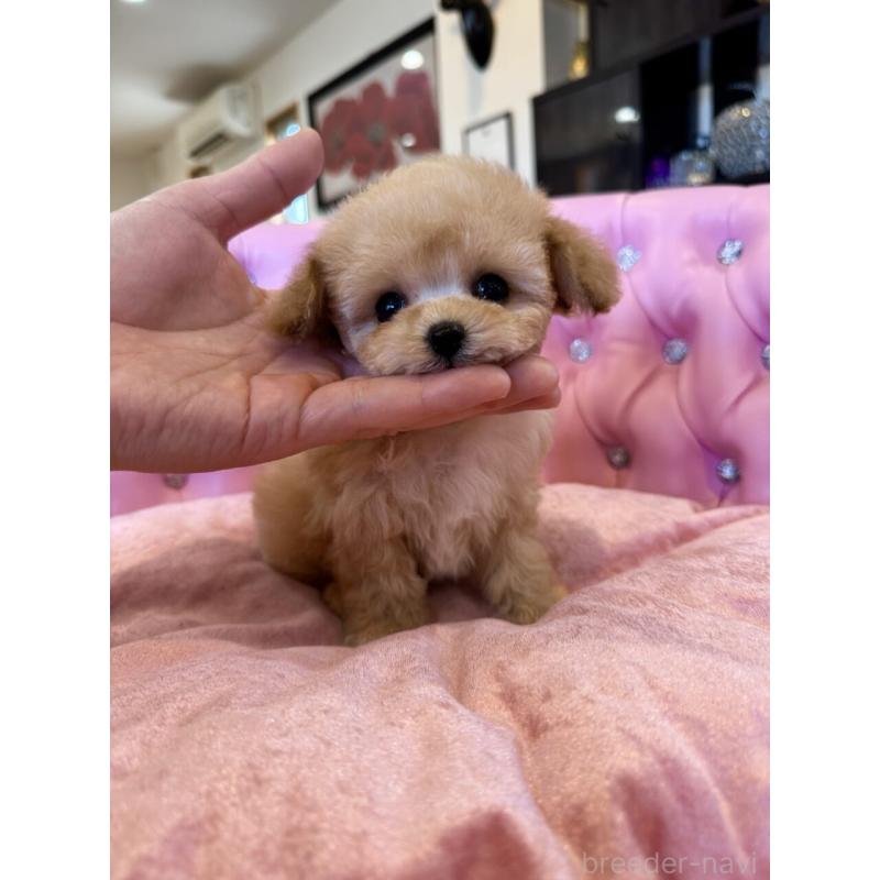 販売中の茨城県のティーカッププードル-445058の6枚目