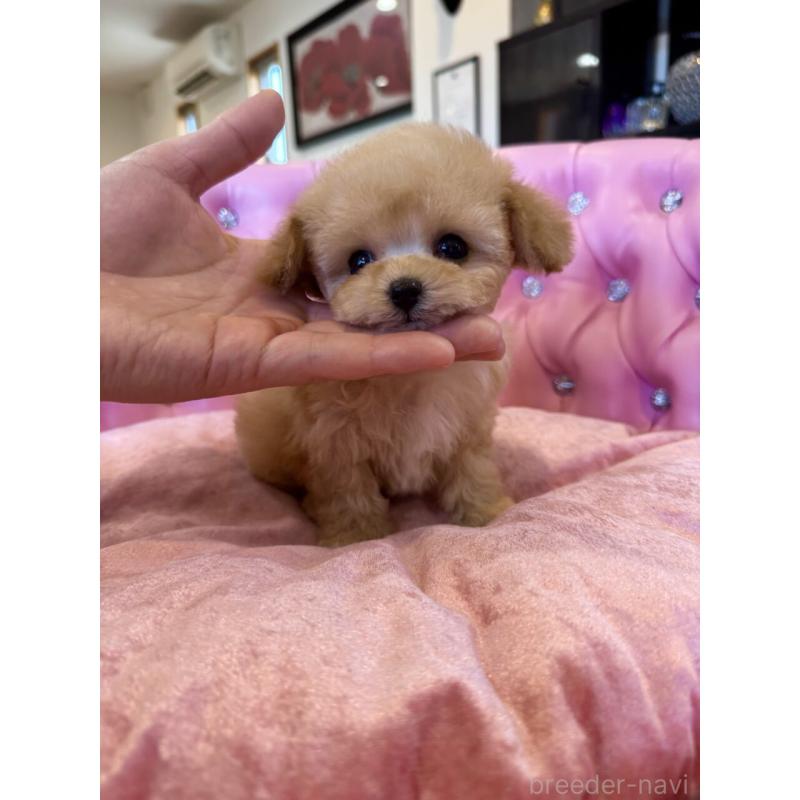 販売中の茨城県のティーカッププードル-445058の5枚目