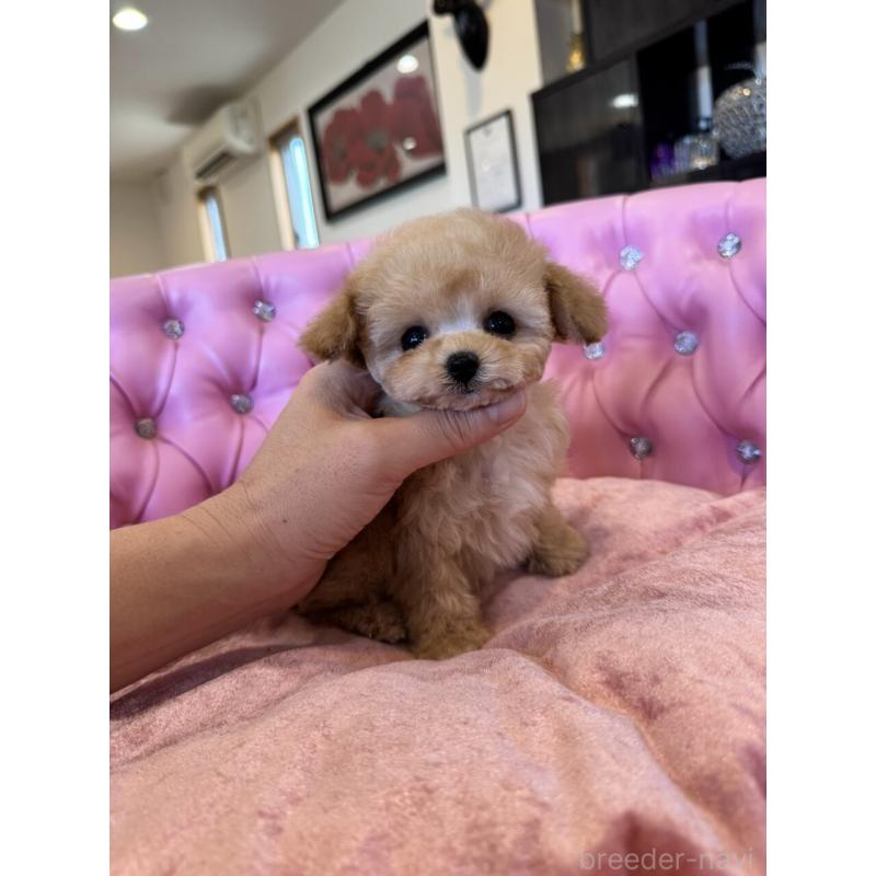 販売中の茨城県のティーカッププードル-445058の4枚目