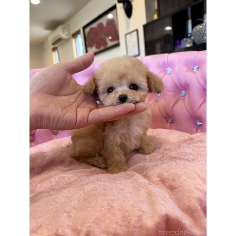 販売中の茨城県のティーカッププードル-445058の2枚目