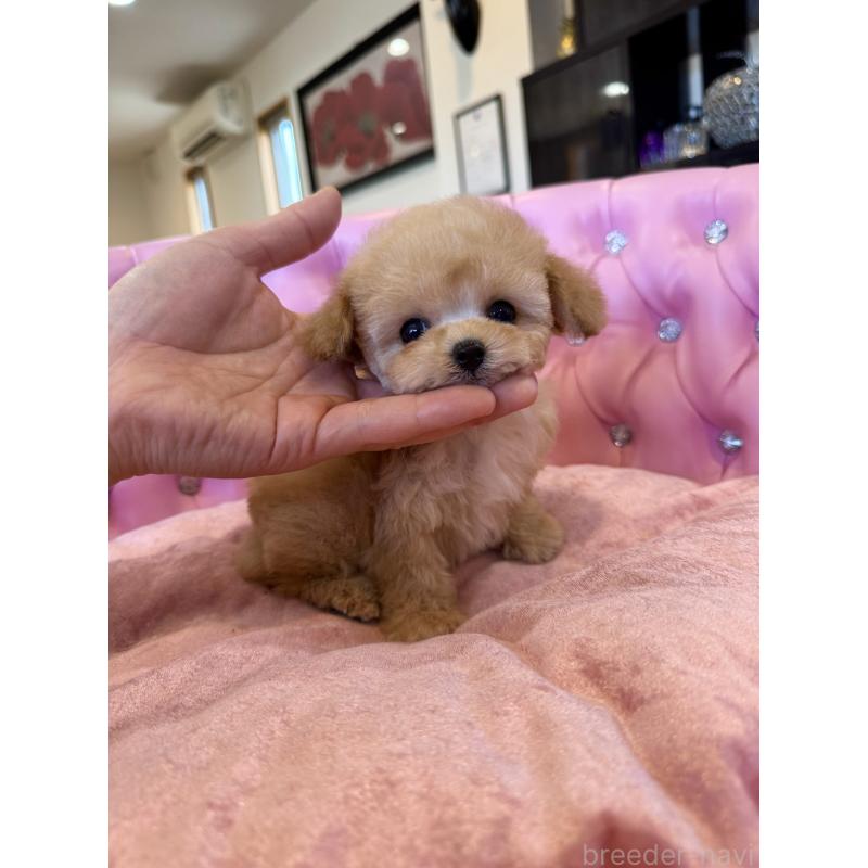 販売中の茨城県のティーカッププードル-445058