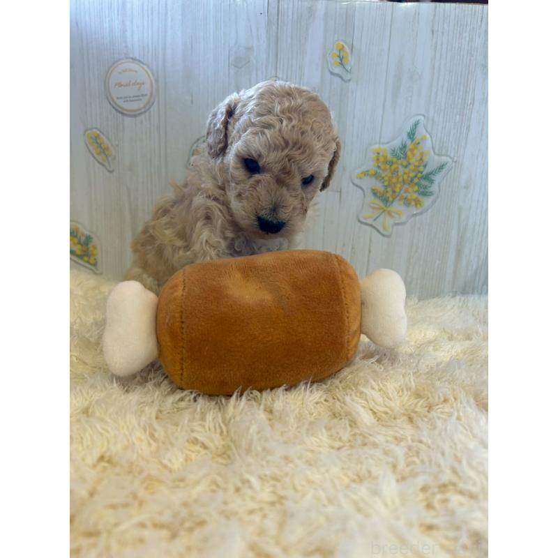 販売中の群馬県のトイプードル-445059の4枚目