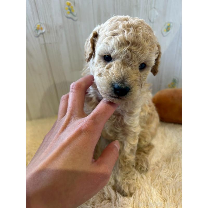 販売中の群馬県のトイプードル-445059