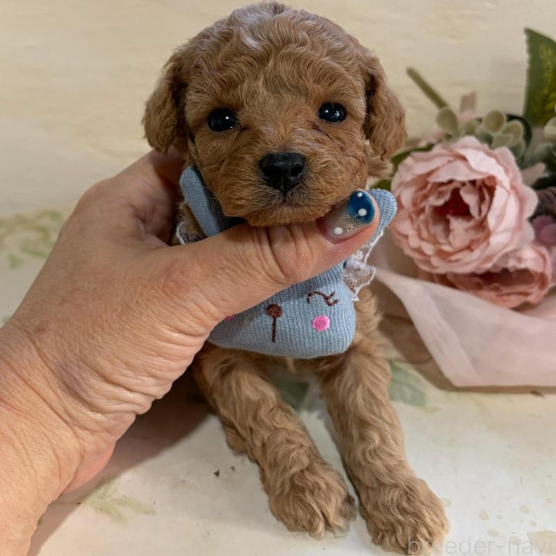 販売中の福岡県のタイニープードル-445060の6枚目