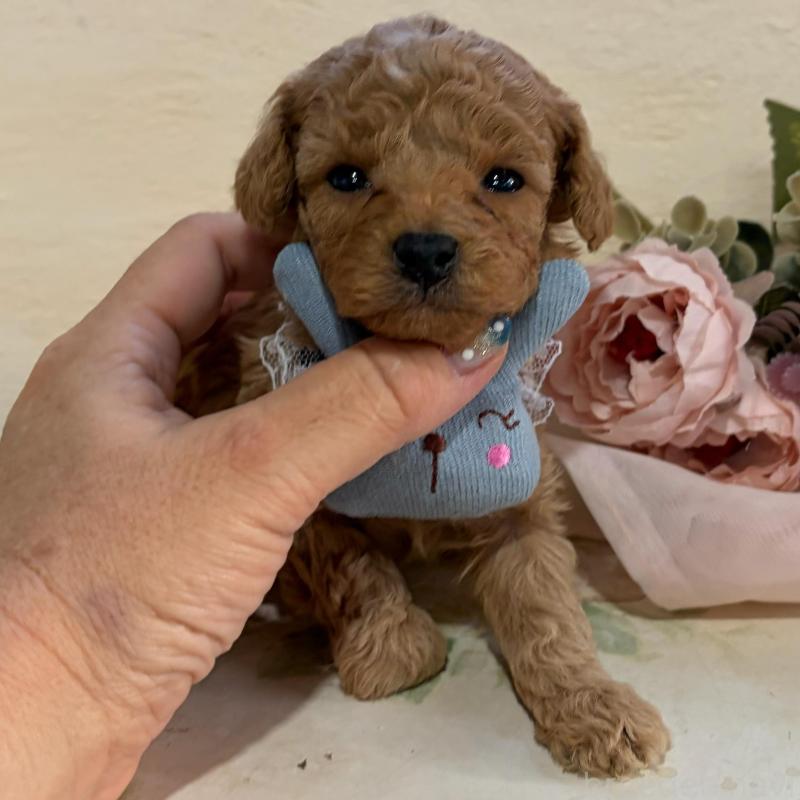 販売中の福岡県のタイニープードル-445060の5枚目