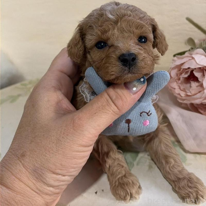 販売中の福岡県のタイニープードル-445060の4枚目