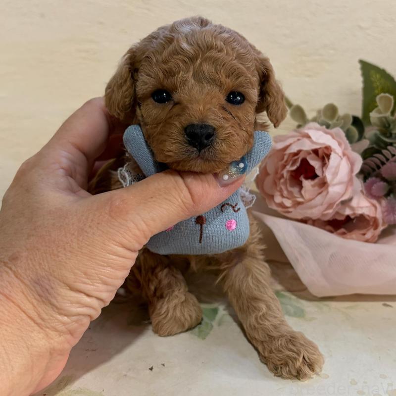 販売中の福岡県のタイニープードル-445060の2枚目