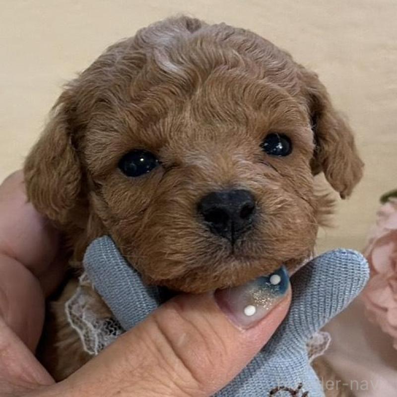 販売中の福岡県のタイニープードル-445060