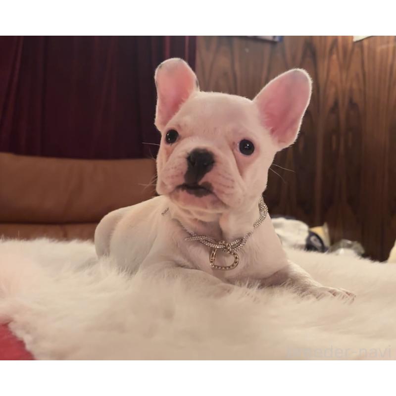 販売中の埼玉県のフレンチブルドッグ-436613の2枚目