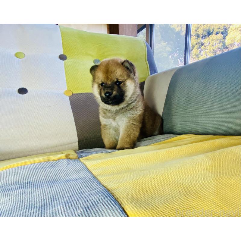 販売中の静岡県の豆柴-445061の4枚目