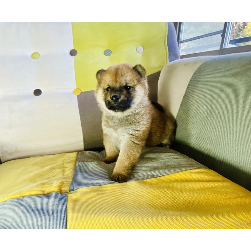 販売中の静岡県の豆柴-445061の3枚目