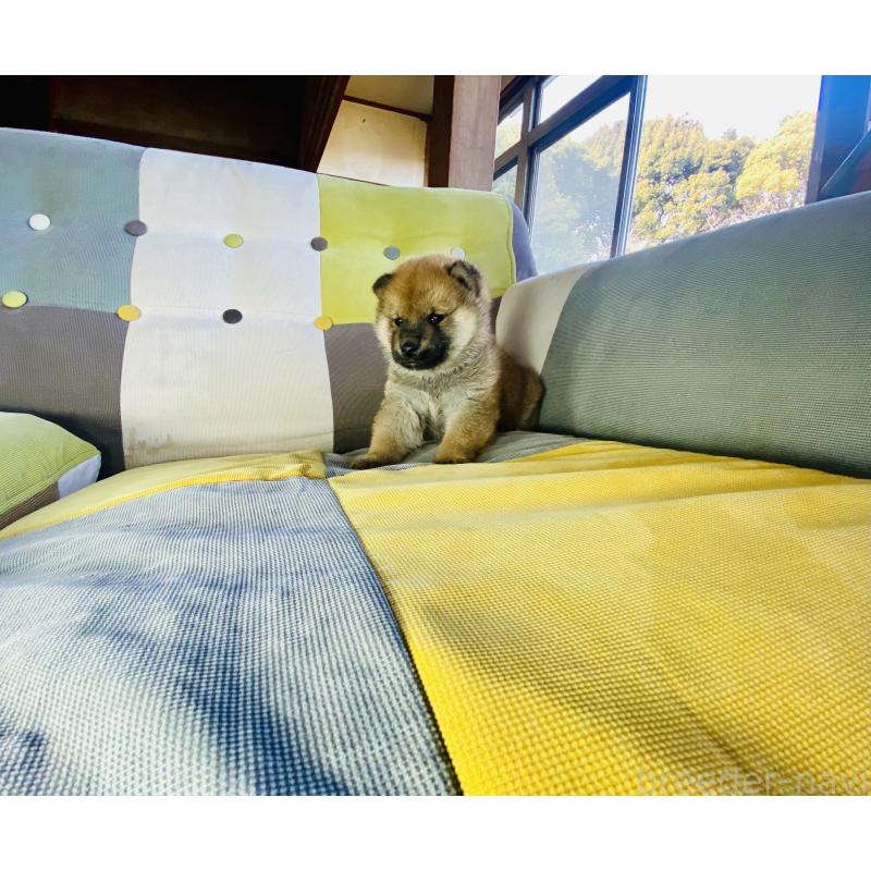 販売中の静岡県の豆柴-445061の2枚目