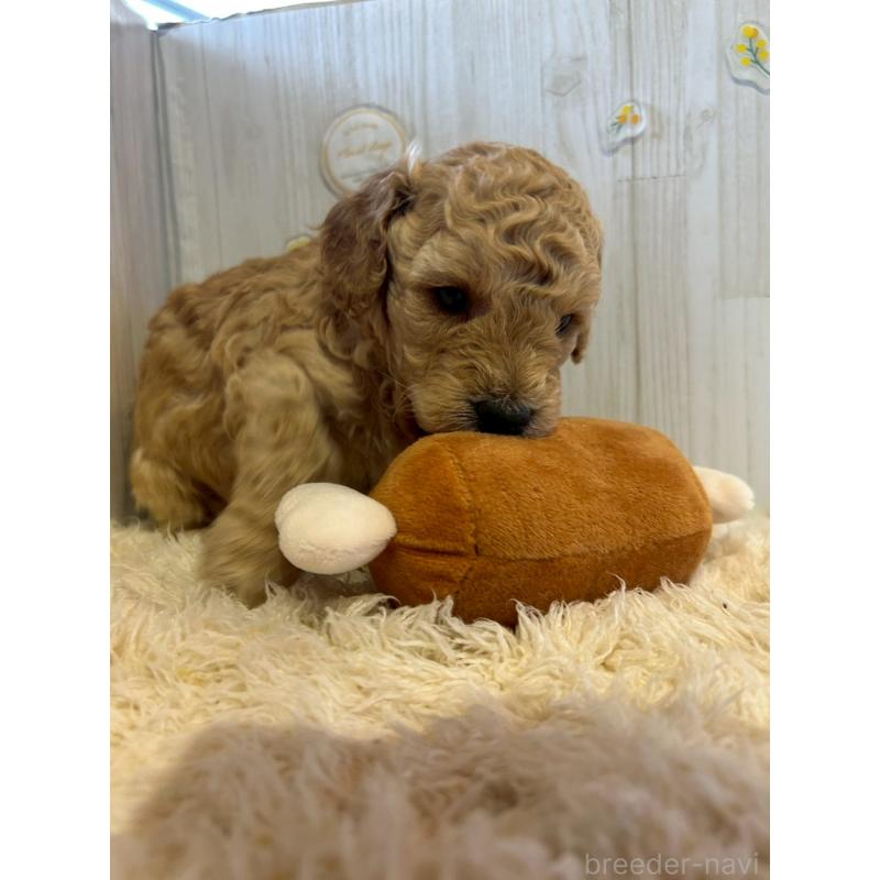 販売中の群馬県のトイプードル-445062の4枚目