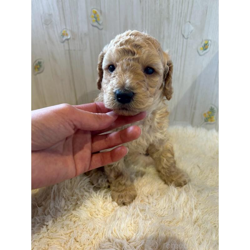 販売中の群馬県のトイプードル-445062の3枚目