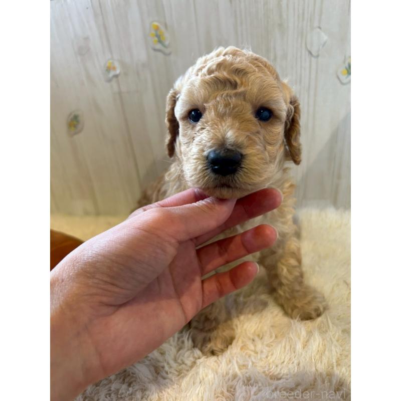 販売中の群馬県のトイプードル-445062の1枚目