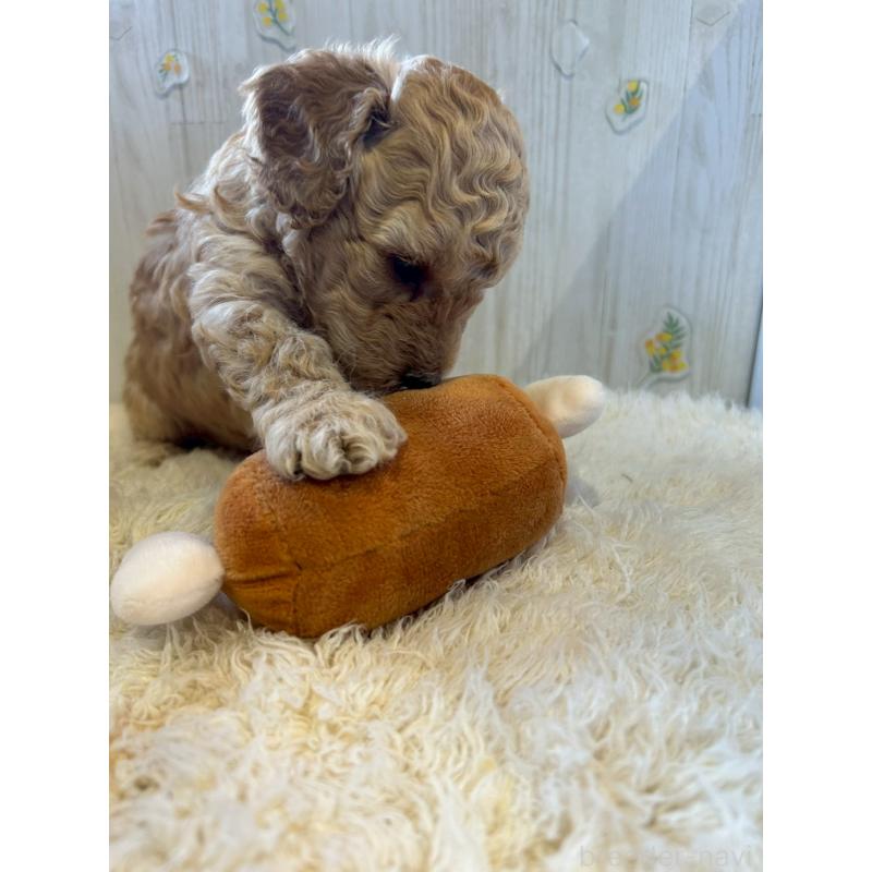 販売中の群馬県のトイプードル-445062の2枚目