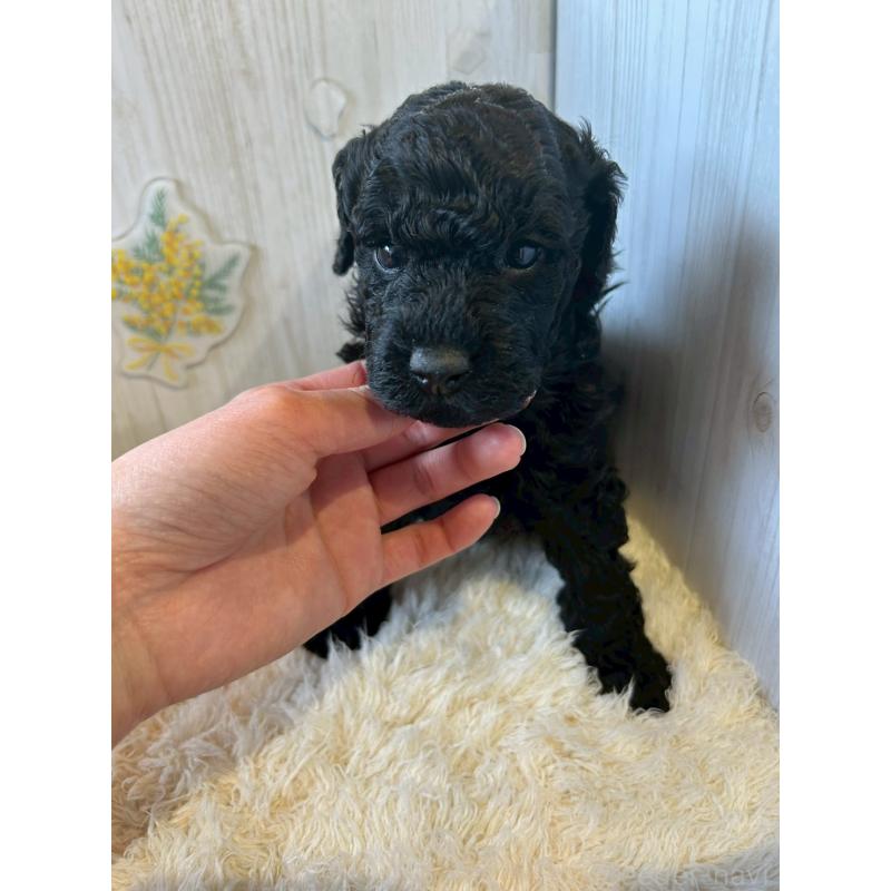 販売中の群馬県のトイプードル-445063の5枚目