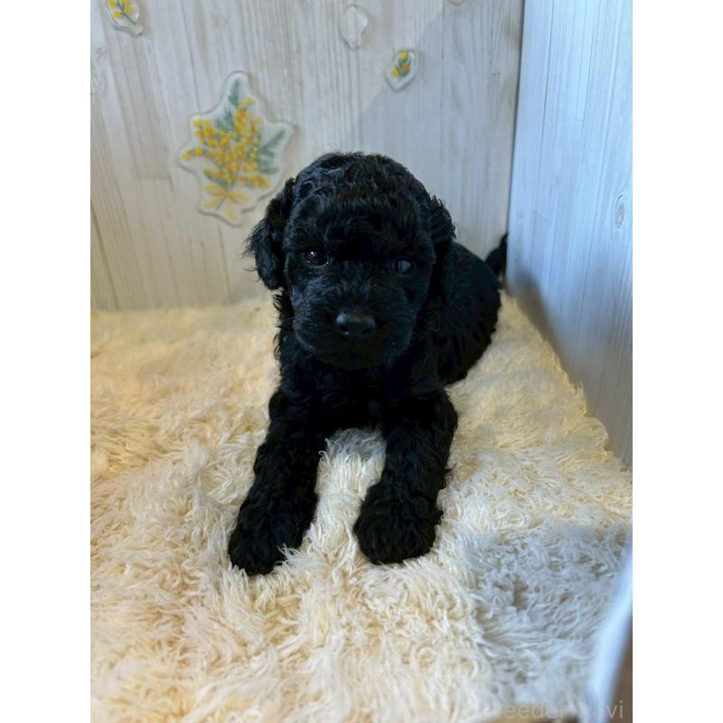 販売中の群馬県のトイプードル-445063の4枚目