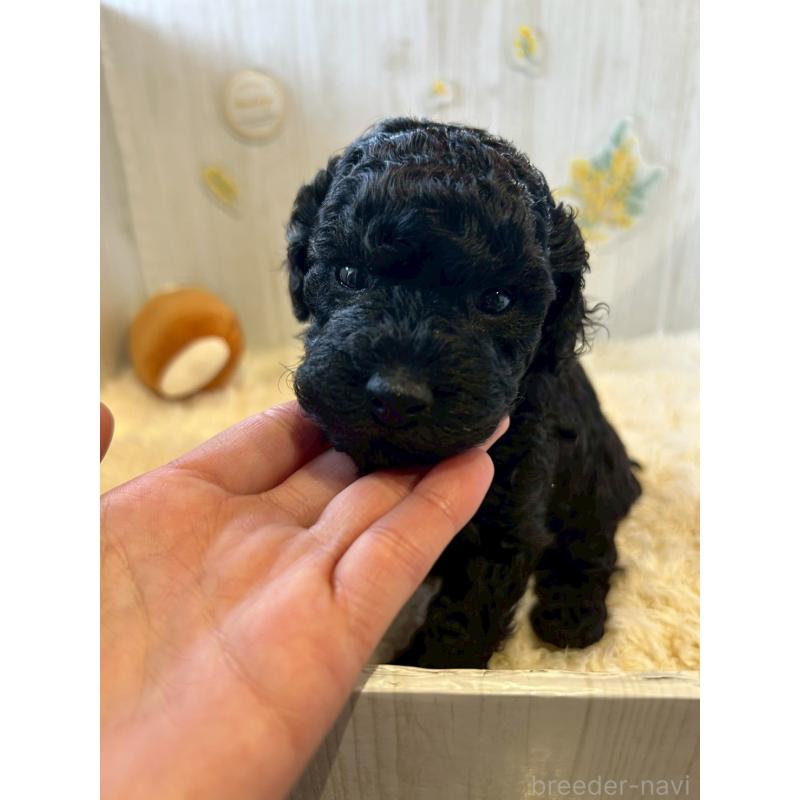 販売中の群馬県のトイプードル-445063