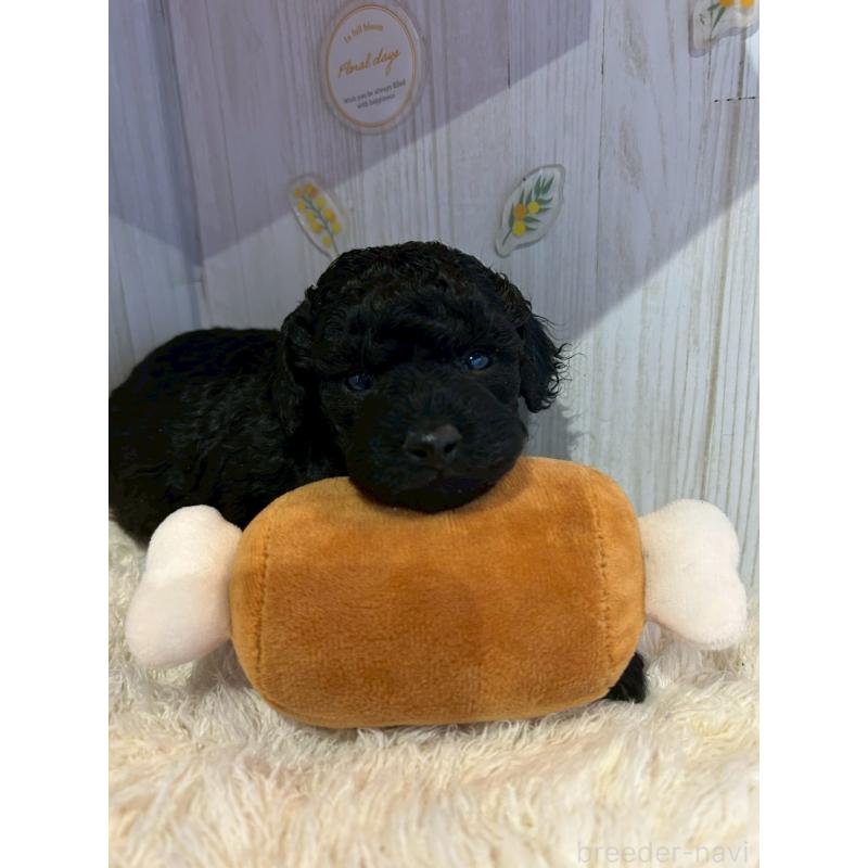 販売中の群馬県のトイプードル-445063の3枚目