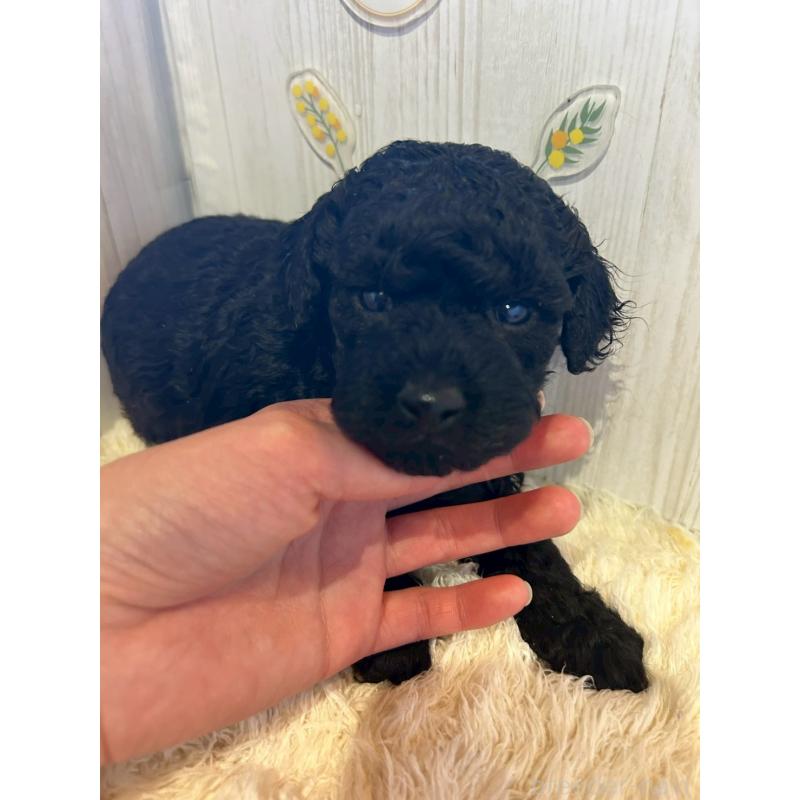 販売中の群馬県のトイプードル-445063の2枚目