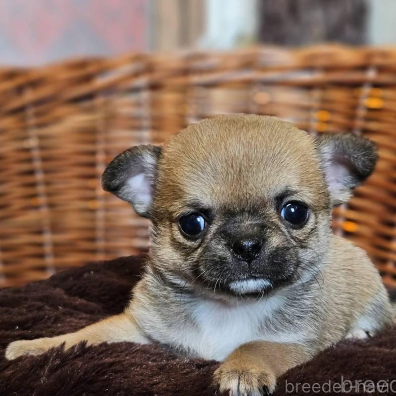 販売中の岐阜県のチワワ(ロングコート)-445065の1枚目