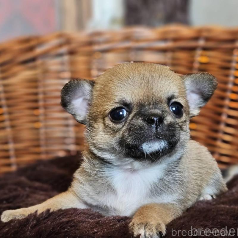 販売中の岐阜県のチワワ(ロングコート)-445065の5枚目