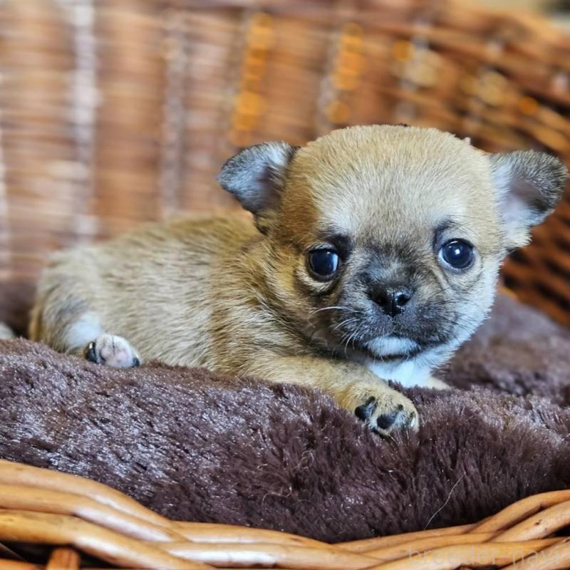 販売中の岐阜県のチワワ(ロングコート)-445065の4枚目