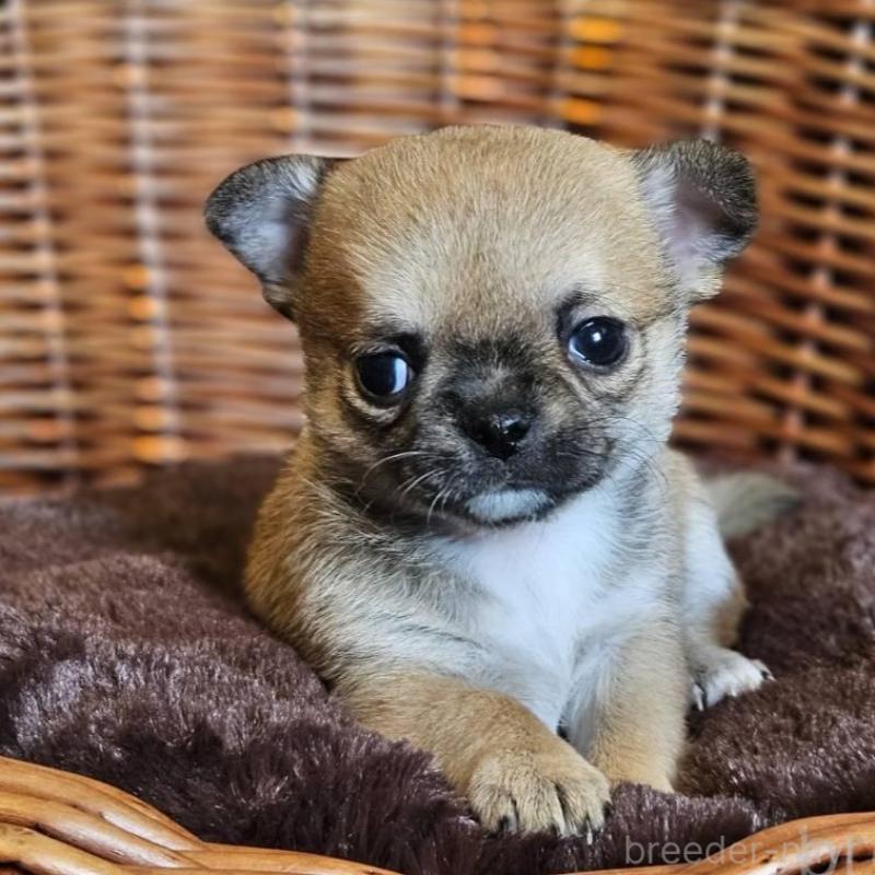 販売中の岐阜県のチワワ(ロングコート)-445065の3枚目