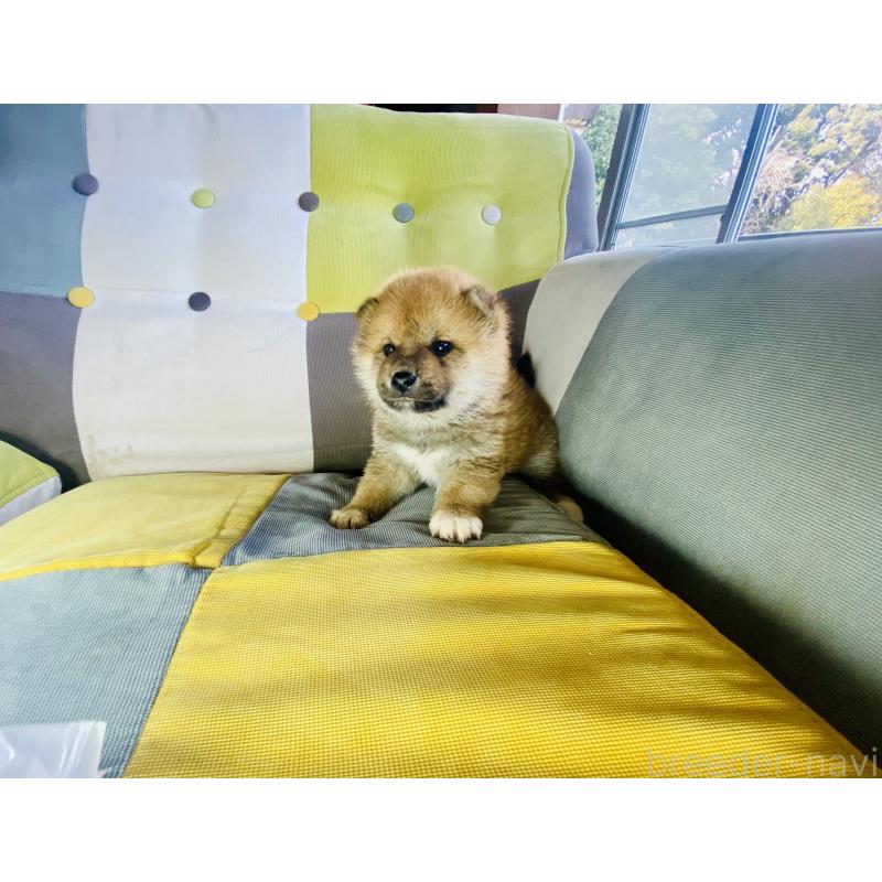 販売中の静岡県の豆柴-445066の6枚目