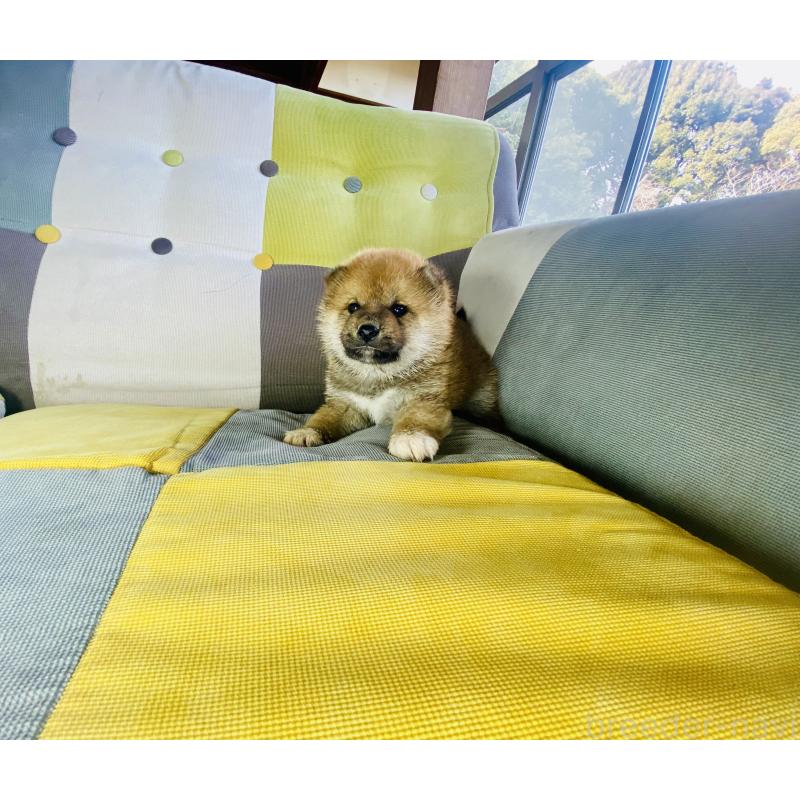 販売中の静岡県の豆柴-445066の4枚目