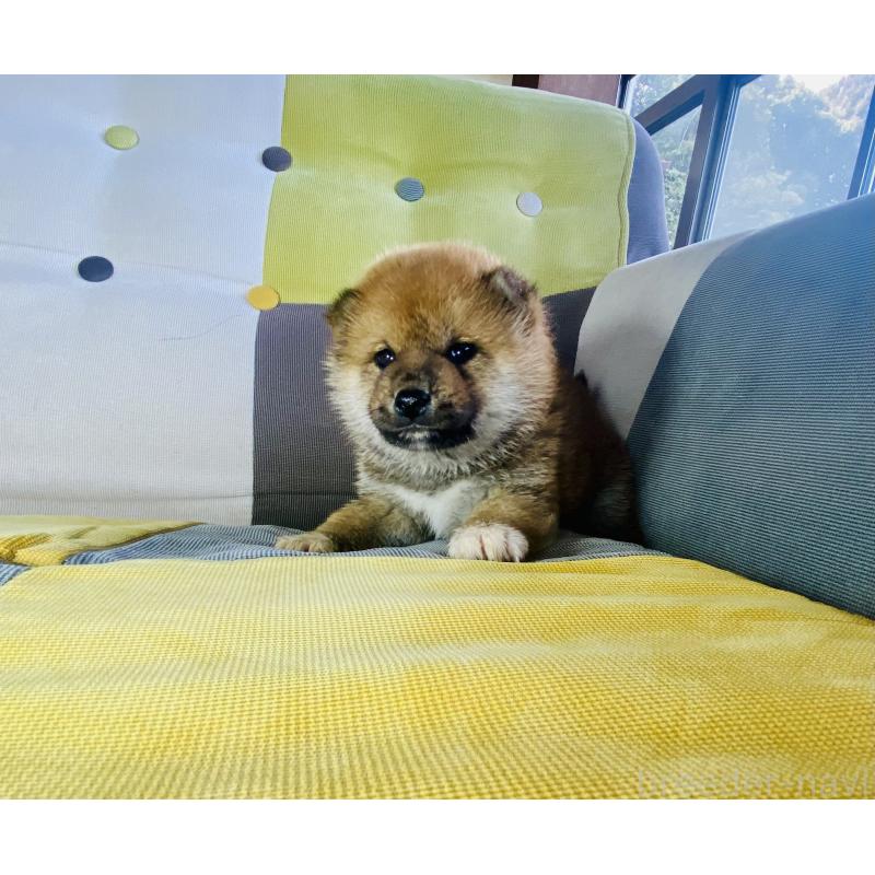 販売中の静岡県の豆柴-445066の3枚目