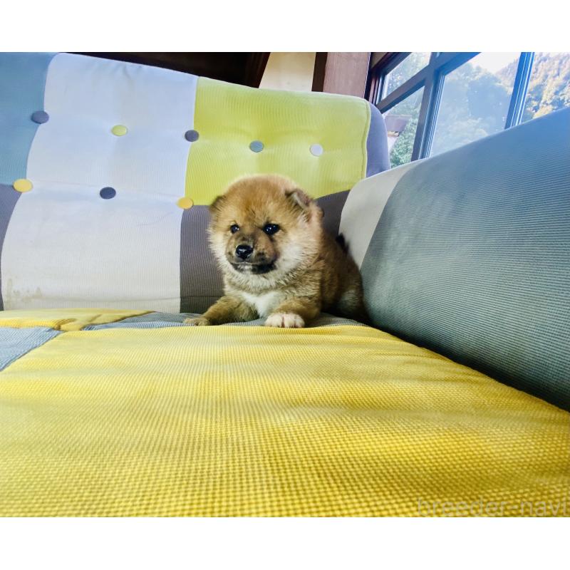 販売中の静岡県の豆柴-445066の2枚目