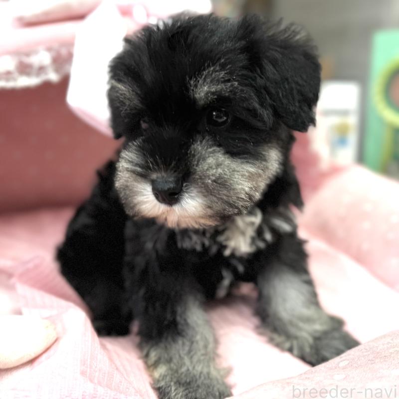 販売中の大阪府のミニチュアシュナウザー-445068の9枚目