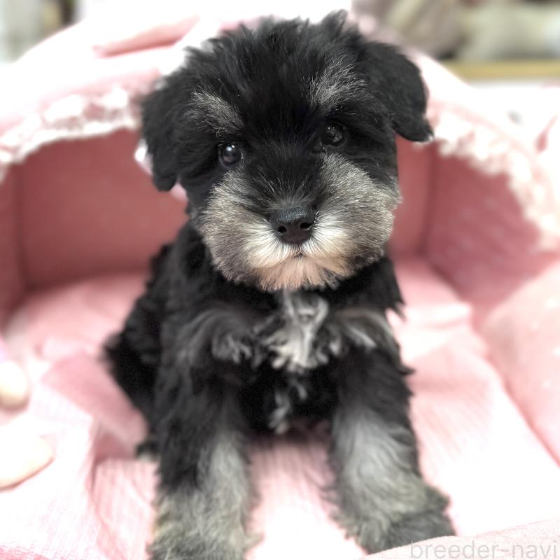 販売中の大阪府のミニチュアシュナウザー-445068の8枚目