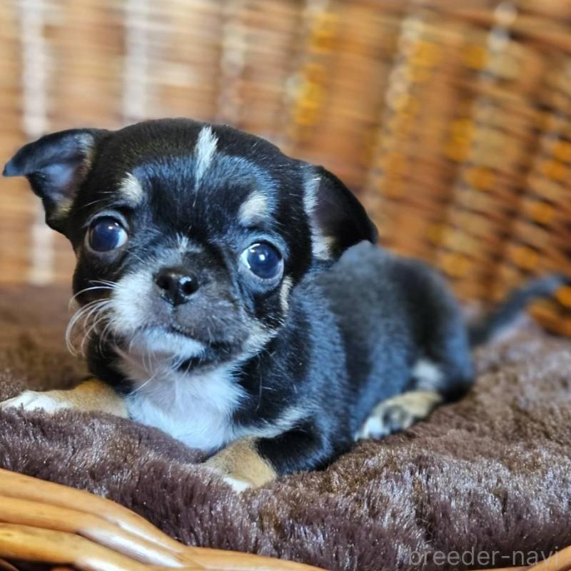 販売中の岐阜県のチワワ(ロングコート)-445067の5枚目