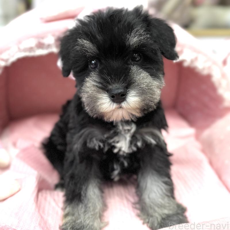 販売中の大阪府のミニチュアシュナウザー-445068の7枚目