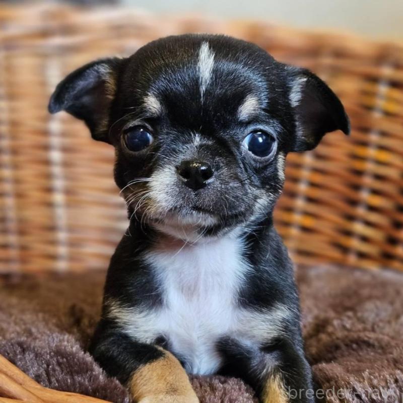 販売中の岐阜県のチワワ(ロングコート)-445067