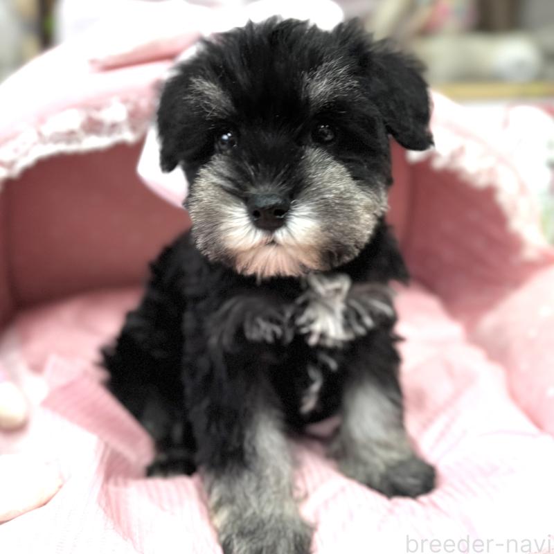 販売中の大阪府のミニチュアシュナウザー-445068の6枚目