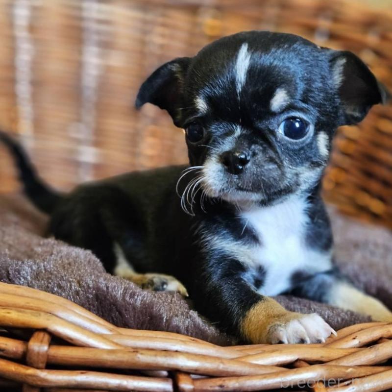 販売中の岐阜県のチワワ(ロングコート)-445067の4枚目