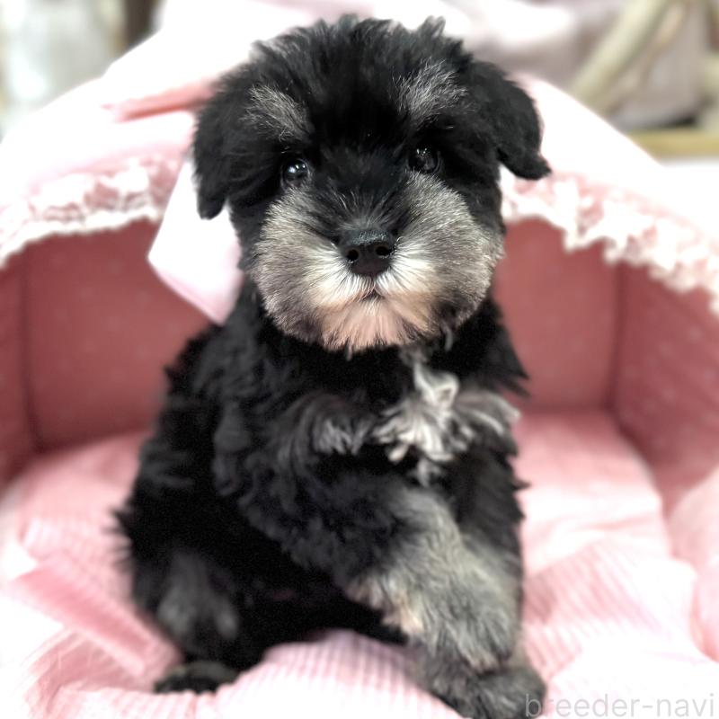 販売中の大阪府のミニチュアシュナウザー-445068の5枚目