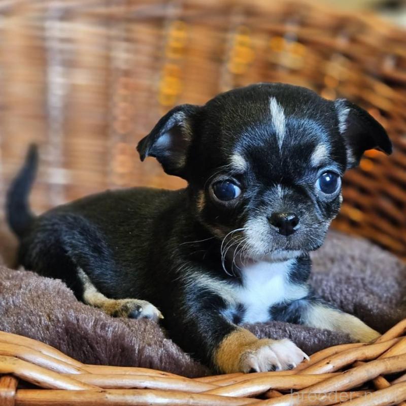 販売中の岐阜県のチワワ(ロングコート)-445067の3枚目