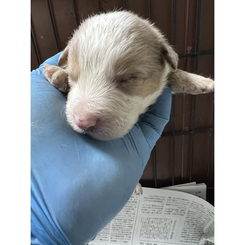 販売中の福岡県のボーダーコリー-445034の2枚目