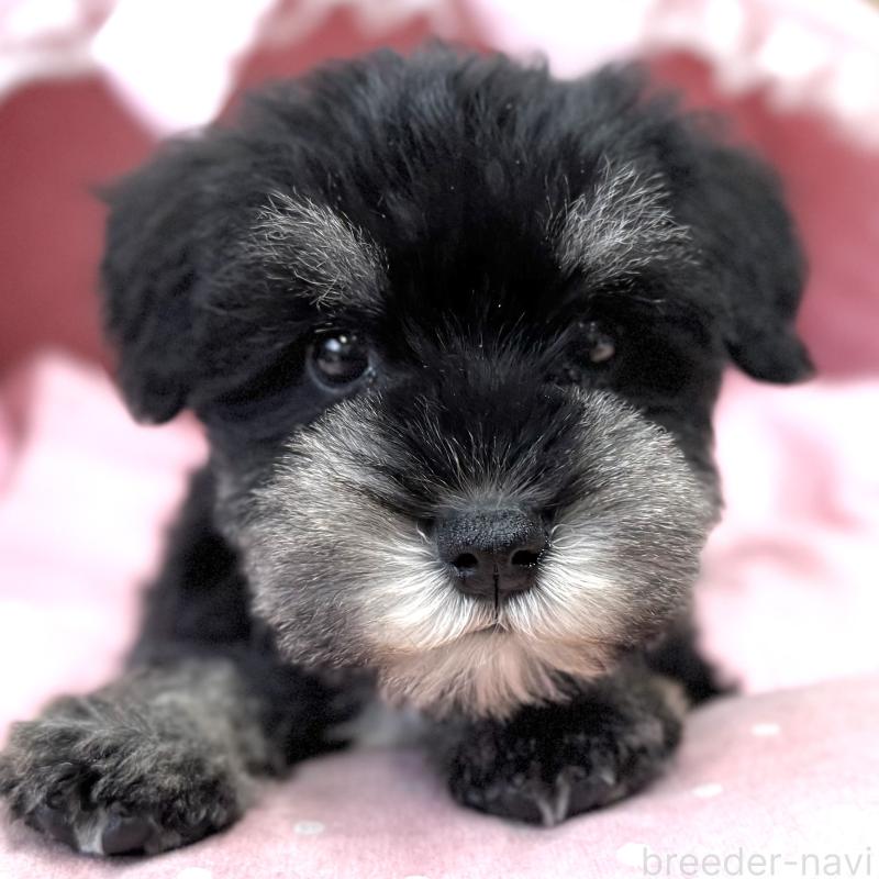 販売中の大阪府のミニチュアシュナウザー-445068の4枚目