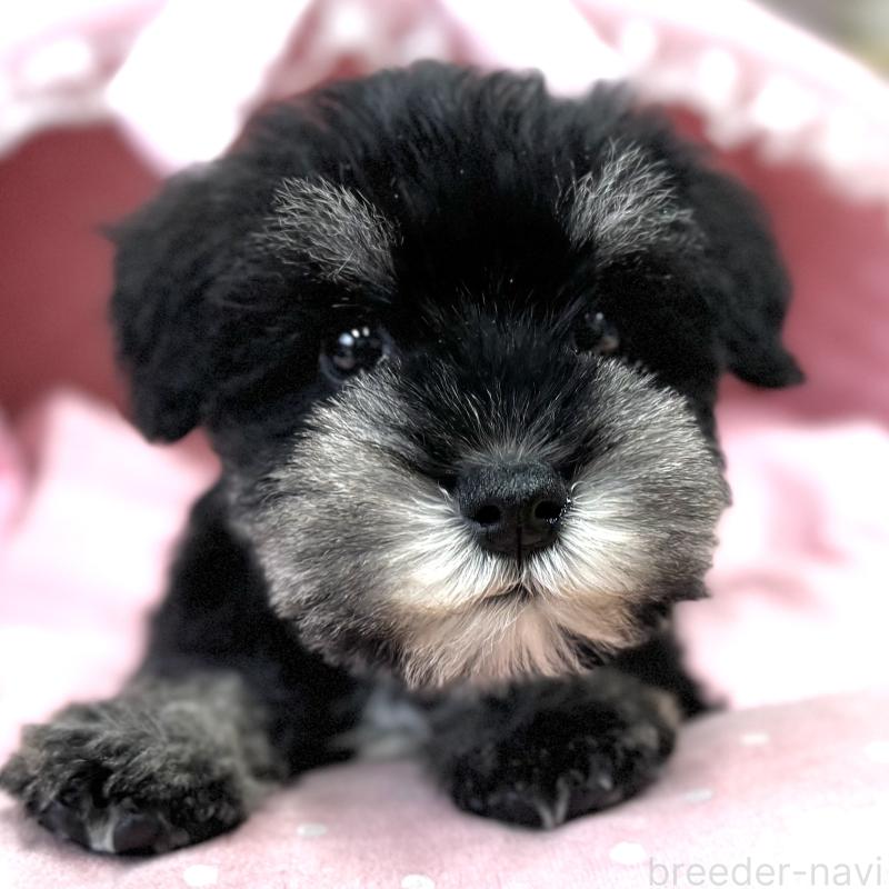 販売中の大阪府のミニチュアシュナウザー-445068の3枚目