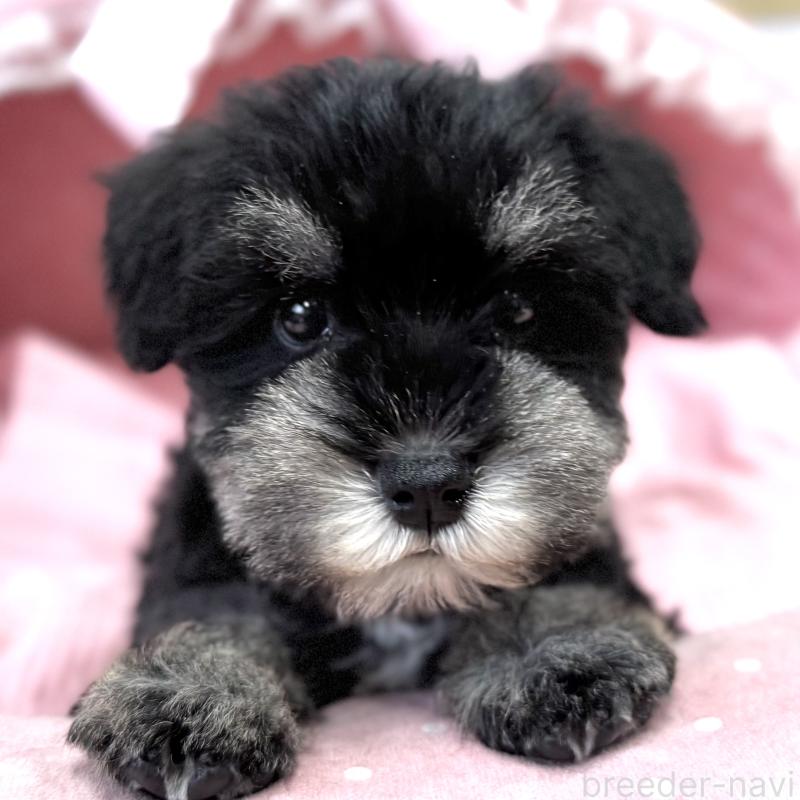 販売中の大阪府のミニチュアシュナウザー-445068の2枚目